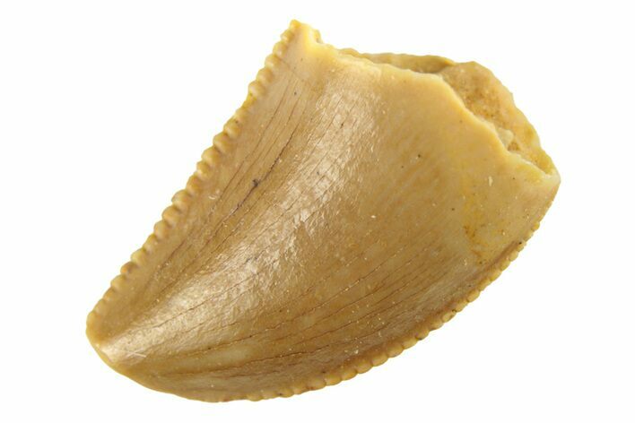 Serrated, Raptor Tooth - Real Dinosaur Tooth #268721